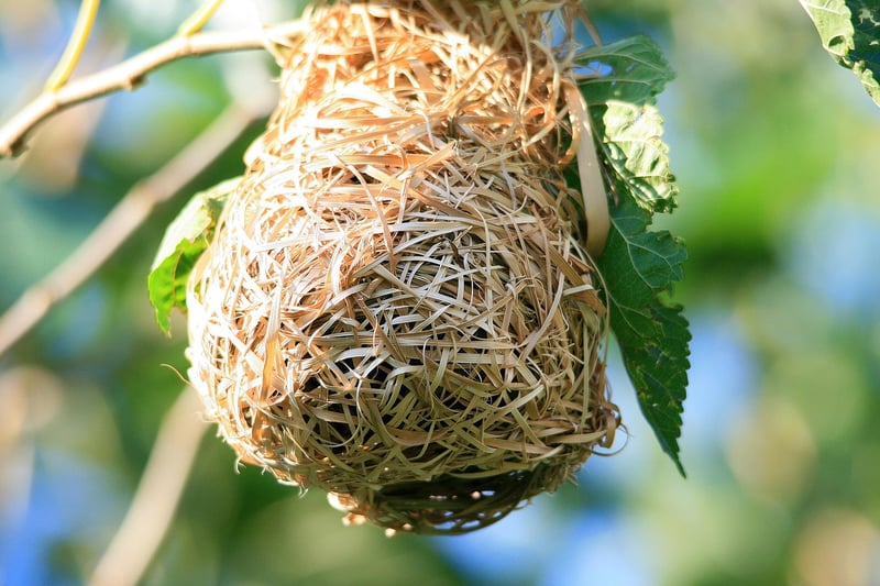 Griffin's Nest Haven