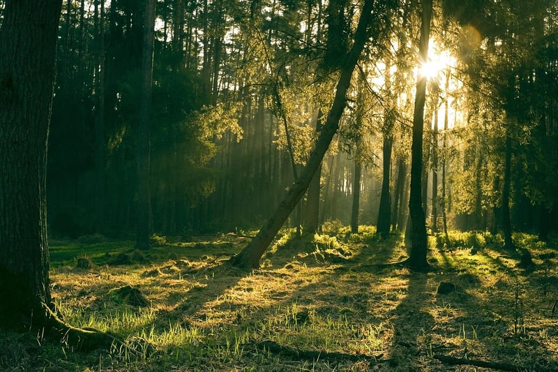 Enchanted Forest
