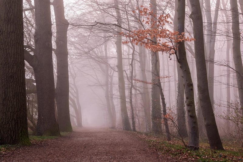 Forest Path